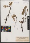 Foto von Salix reticulata L.